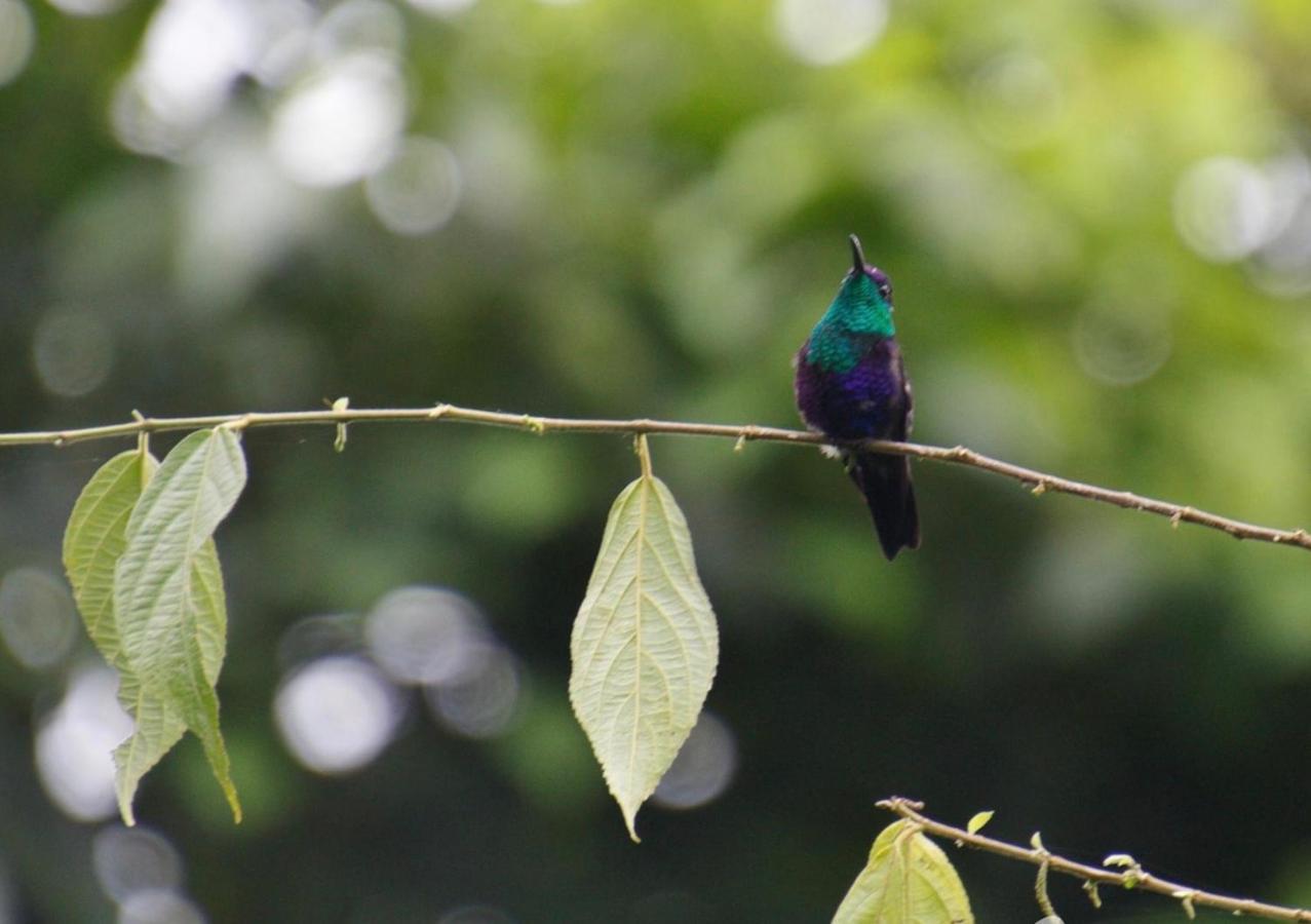 Villa Tucan La Fortuna Kültér fotó