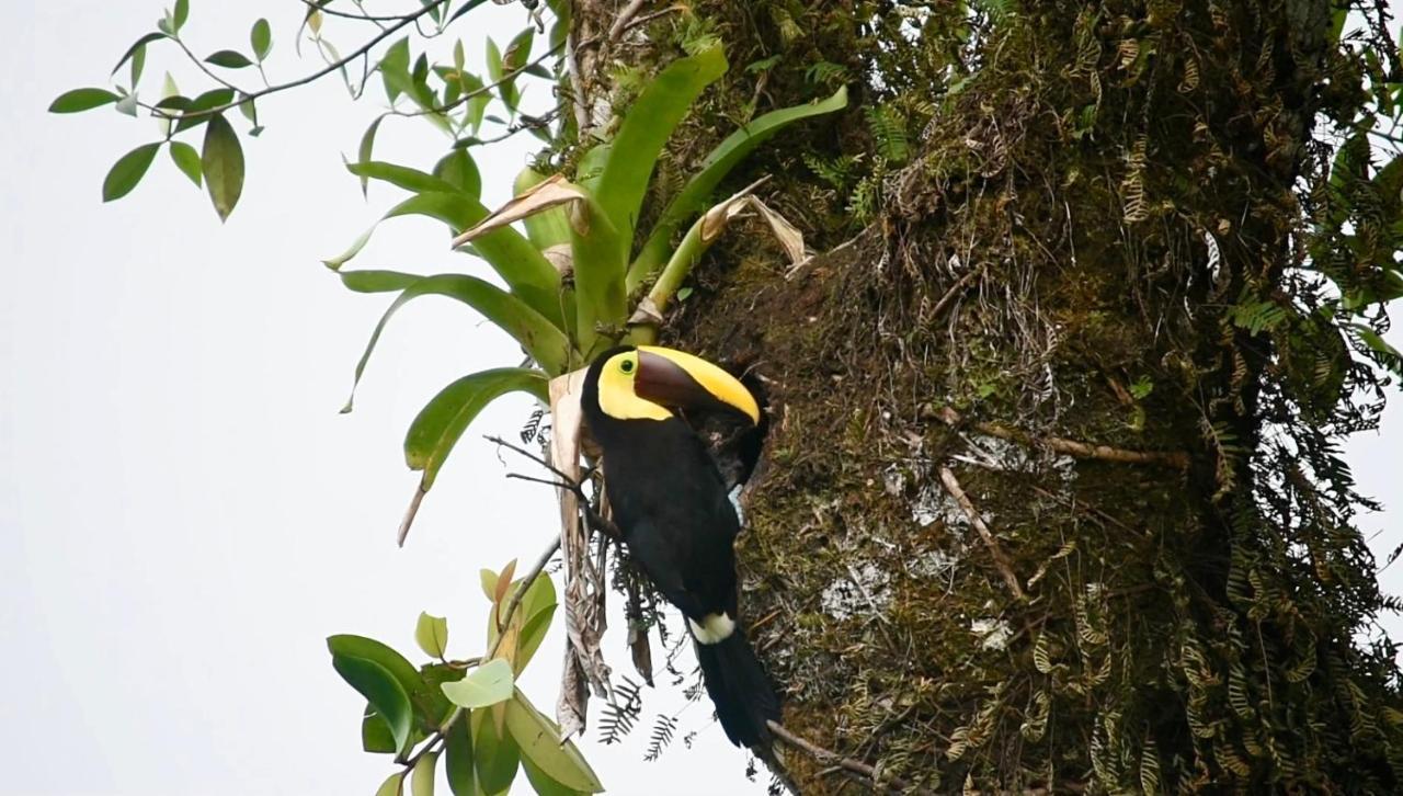 Villa Tucan La Fortuna Kültér fotó