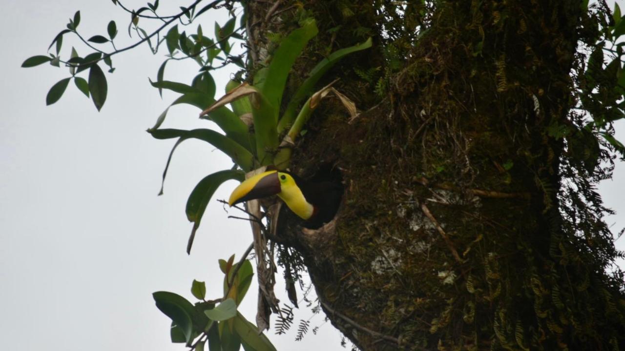 Villa Tucan La Fortuna Kültér fotó