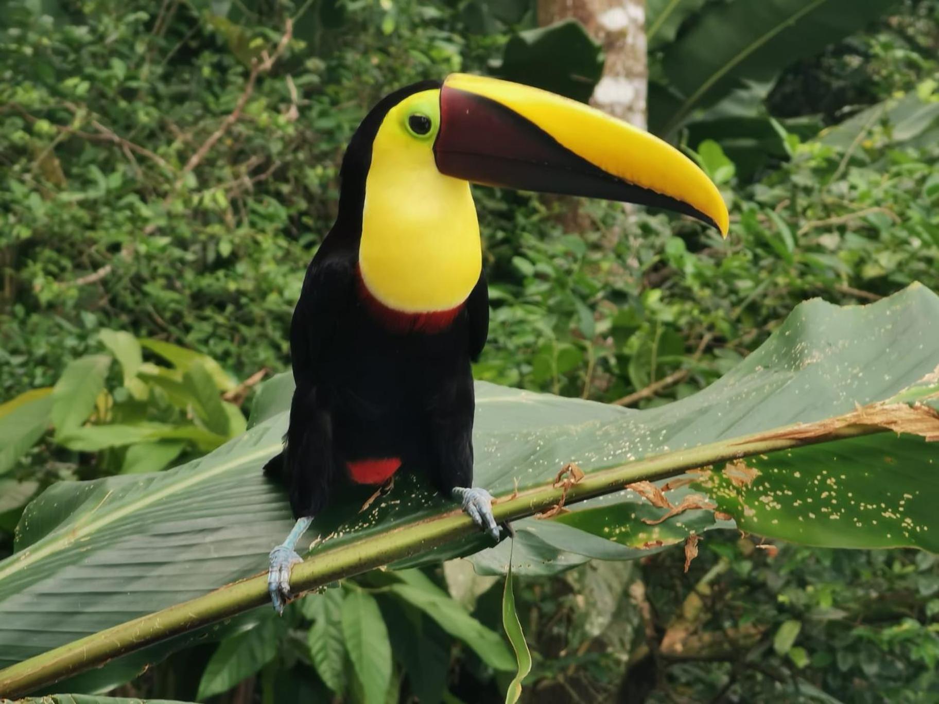 Villa Tucan La Fortuna Kültér fotó
