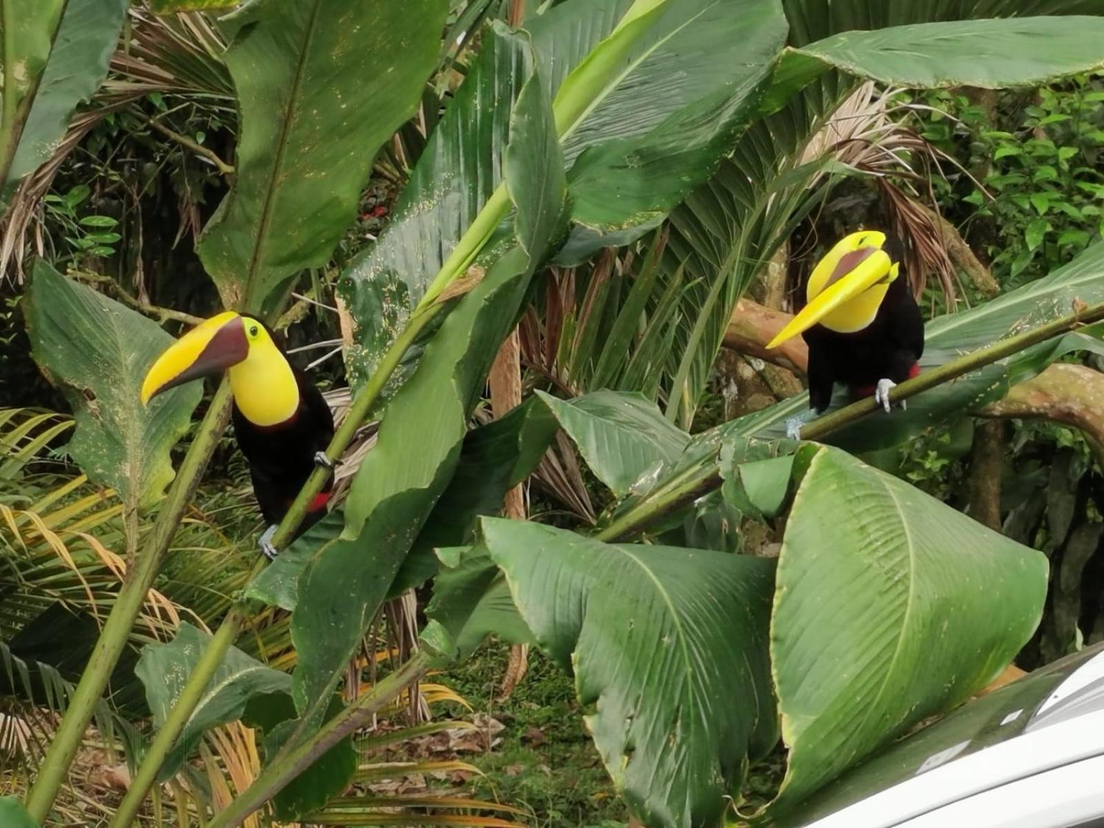 Villa Tucan La Fortuna Kültér fotó