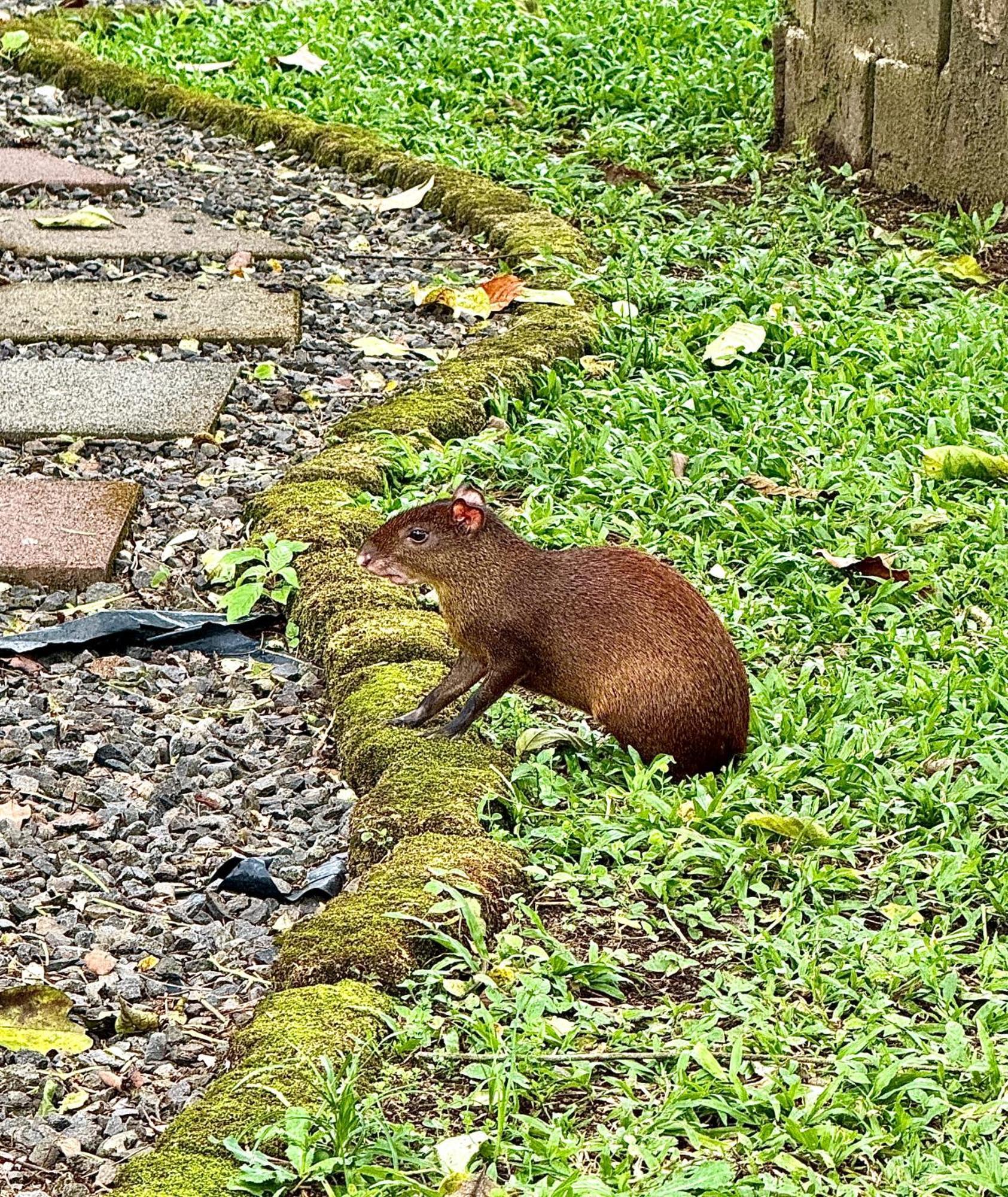 Villa Tucan La Fortuna Kültér fotó