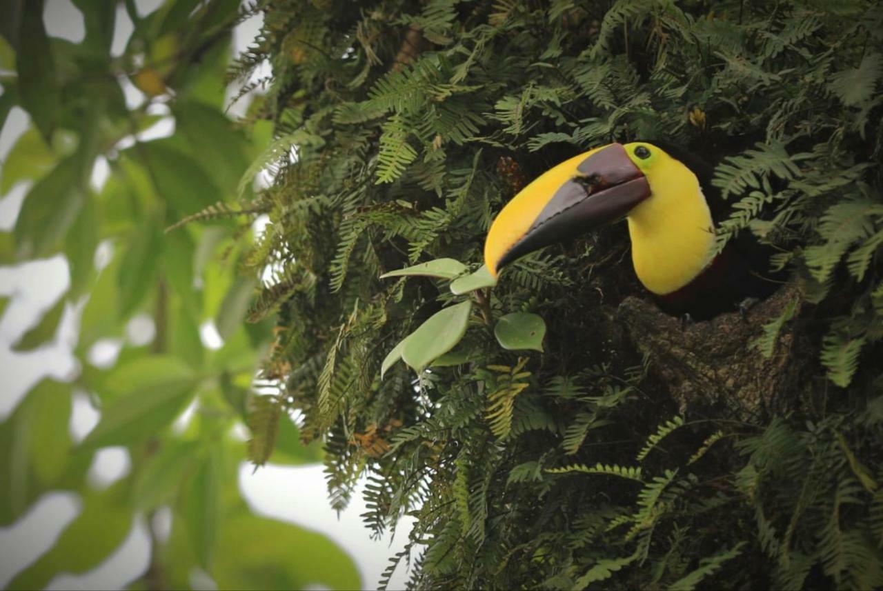 Villa Tucan La Fortuna Kültér fotó